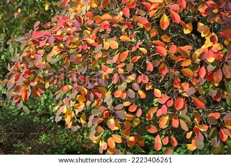 The autumn colours of the Cotinus coggygria, or smoke tree.  Royalty-Free Stock Photo #2223406261