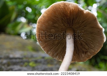 mushrooms growing in the yard