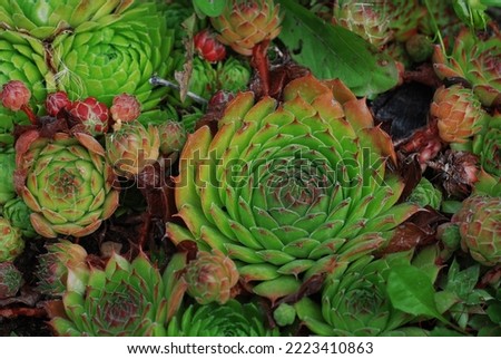 Green succulent plants background, top view, close-up. Lots of colorful succulents. Floral background.