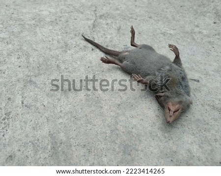 Dead mouse on gray background