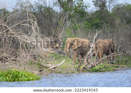 African bush elephants in Murchinson Falls National Park (Uganda), sunny day in May