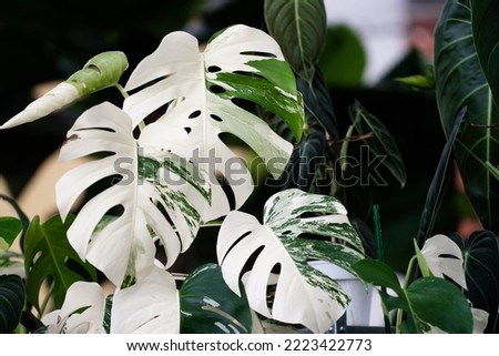 Monstera Albo variegated plant close up in the garden.  Royalty-Free Stock Photo #2223422773