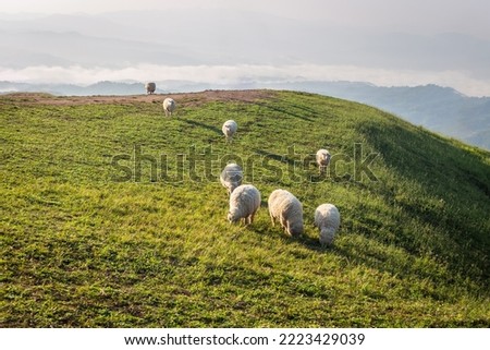 Sheep graze on a foggy morning mountain in the background at Doi Chang, Chiang Rai, Thailand. Royalty-Free Stock Photo #2223429039