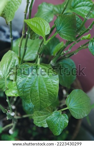 Leaves Green betel leaves, herb Fresh Piper betle leaf. Betel in garden is seen spreading on a tree trunk and this includes herbal medicinal plants, very useful traditionally medicine for  health