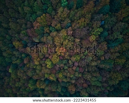 Beautiful Colours of Autumn Foliage