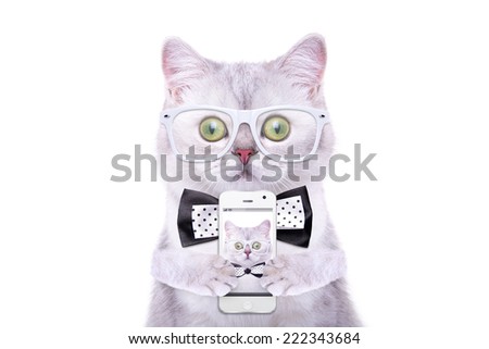 Smart beautiful british cat photographed themselves on the phone. Funny animals. Trendy cat dressed in beautiful clothes. Hipster cat