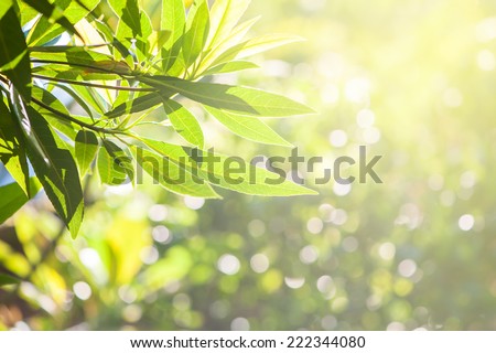 Leaf and bokeh Royalty-Free Stock Photo #222344080