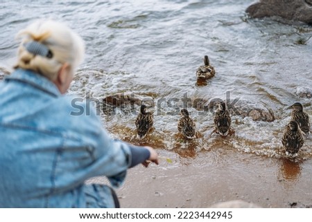 senior woman feeding wild ducks in gulf on summer day. High quality photo