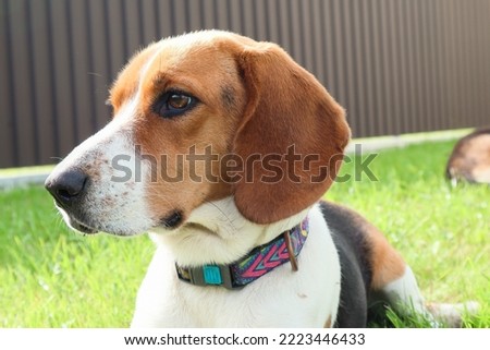Close-up of Beagle against green grass background. Estonian Hound great hunting dog sitting on the grass in park. Estonian hound close up on a background of grass. Portrait of a dog
