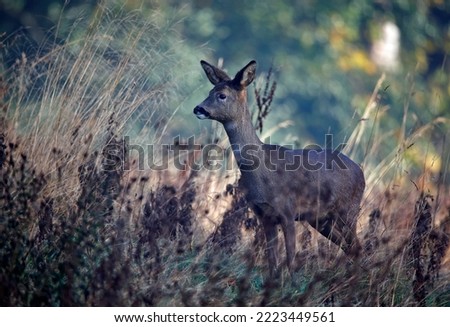 Female roe deer in the meadow