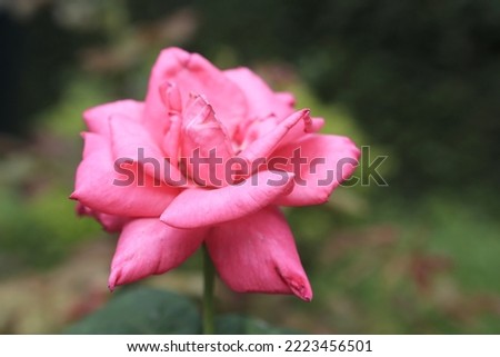 22 April 2012 Ranunculus rose flowers close-up background