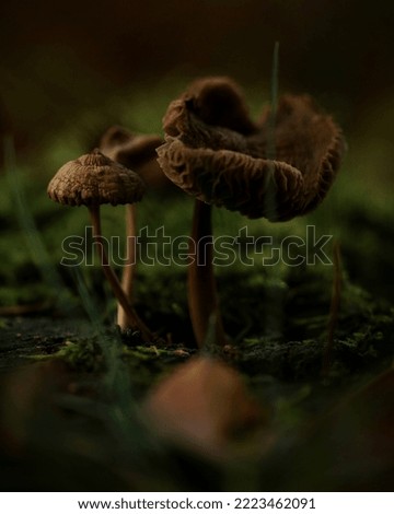 Picture of some mushrooms in the forest.