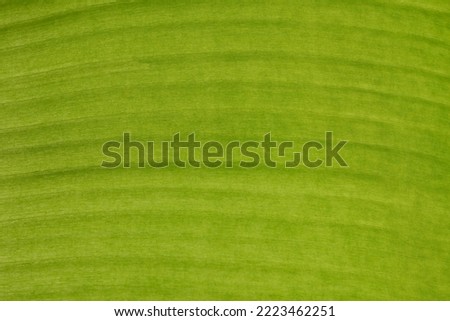 green banana leaf textured background