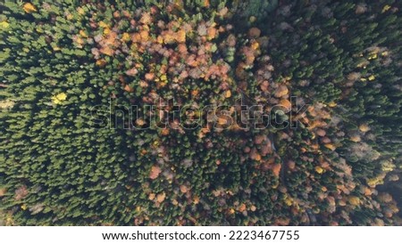 Autumn in the mountain forest 