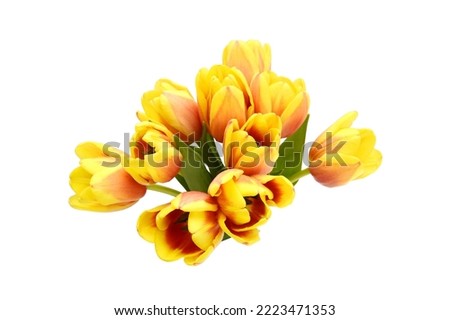 Colorful tulip flowers  isolated on white