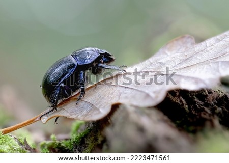 Earth-boring blue Geotrupidae Anoplotrupes stercorosus in close view Royalty-Free Stock Photo #2223471561