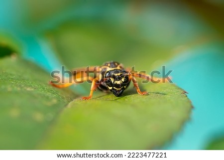 European wasp. Ultra macro photo. Wasp on a green leaf. Parts of the body of a wasp close-up. Insect close-up. Yellow pattern on the black body of a wasp. Green background. nature close-up