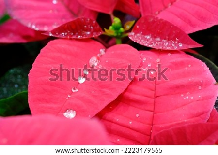 Pink leaves texture background, colorful leaves, nature concept, tropical leaf.
