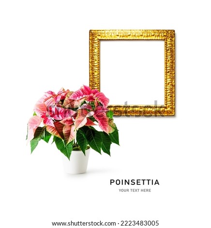 Pink poinsettia christmas star flower and golden vintage frame isolated on white background. Creative layout made of potted winter plant. Floral design element. Holiday concept. Copy space
