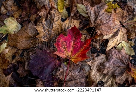 Res ample leave surrounded by its brothers, symbolizing the beauty of the colors of autumn