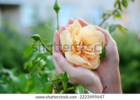 A gentle rose in the palms