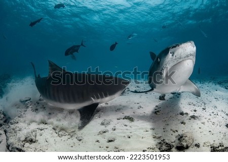 Ancient predators tiger shark in deep blue of Indian Ocean near Maldives