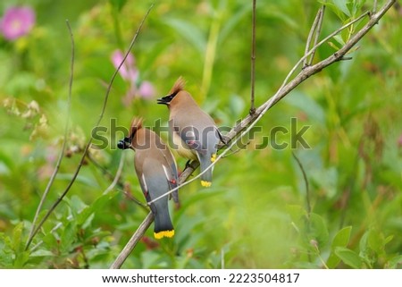 Cedar waxwing couple feeding on tree branch, it is a Plump, smooth-plumaged bird with distinctive thin, high-pitched call. Adults have a sleek crest, black mask Royalty-Free Stock Photo #2223504817