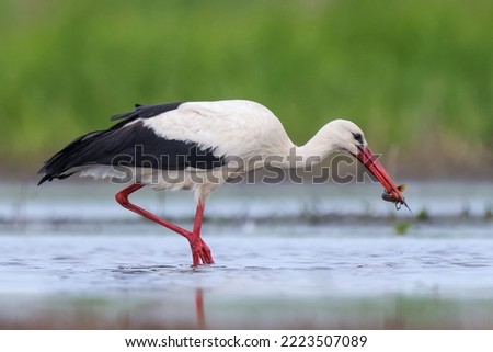 White stork catching a fish Royalty-Free Stock Photo #2223507089