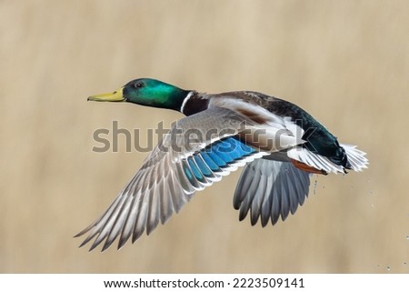 Mallard duck (male) in flight