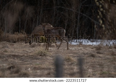 Roe deers feeding on a field after a long winter