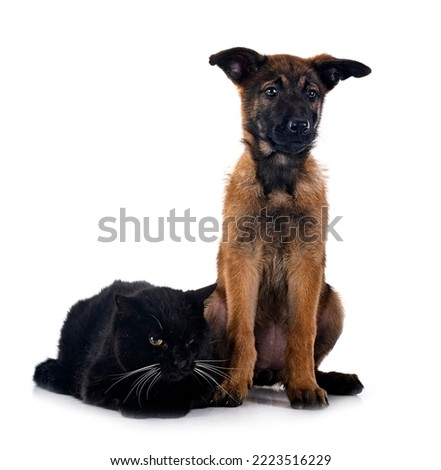 puppy belgian shepherd and cat in front of white background