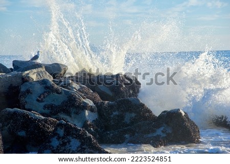 Seagull in silhouette against breaking ocean wave.