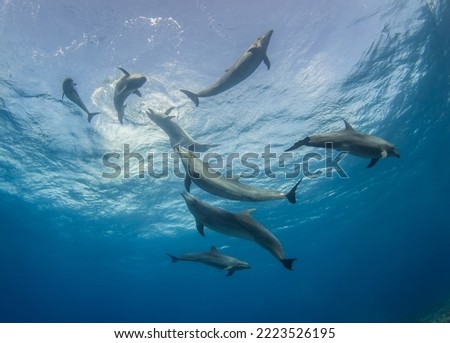 Dolphin in South Pacific ocean Royalty-Free Stock Photo #2223526195