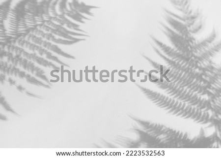 The shadow of the plant on a blue background with space for text.
