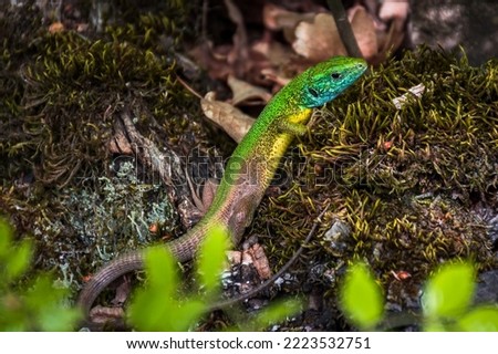  A closeup of a male colorful lizard Lacerta viridis known as European green lizard with a yellow tummy sunning on a mossy stone in the forest near the rock monastery of khan Krum in Bulgaria.