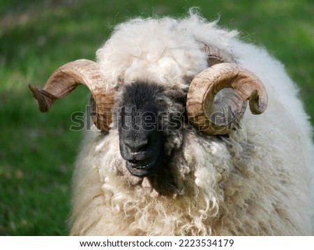 Valais black nose with beautiful horns sheep Royalty-Free Stock Photo #2223534179