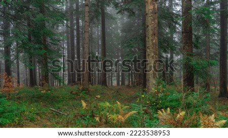 The pictures present a fir forest from Carpathians.