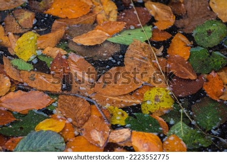 leaves in the lake in autumn