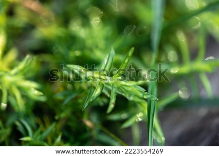 Macro shot, juicy green grass in the forest.