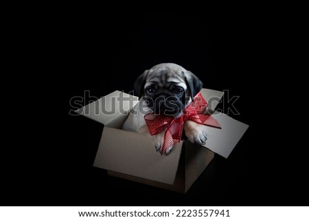 A pug puppy as a gift. A cardboard box with a small dog. A bow on the pug's neck. Black background. Dog looks into the camera lens.