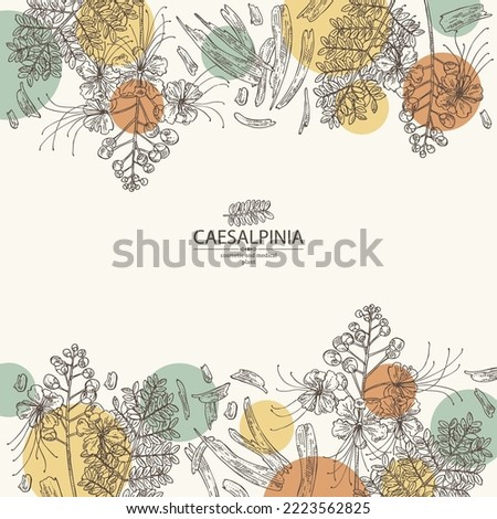 Background with caesalpinia: caesalpinia plant, leaves, caesalpinia flowers and caesalpinia bark. Cosmetic, perfumery and medical plant. Vector hand drawn illustration