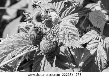 Photography on theme beautiful berry branch raspberry bush with natural leaves, photo consisting of berry branch raspberry bush outdoors in rural, floral berry branch raspberry bush in big garden