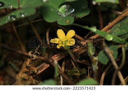 natural yellow oxalis dillenii photo	