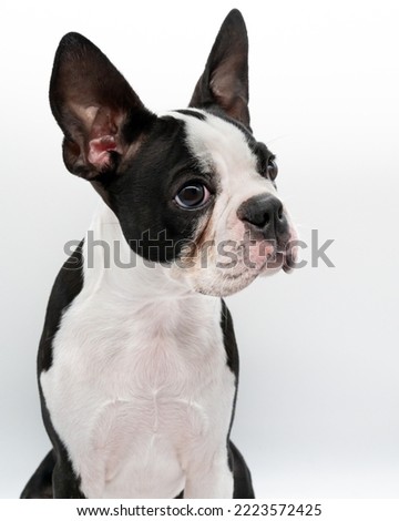 Boston Terrier Puppy side view looking to the side