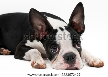 Boston Terrier Puppy lying down looking up