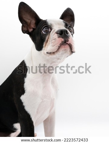 Boston Terrier Puppy looking up