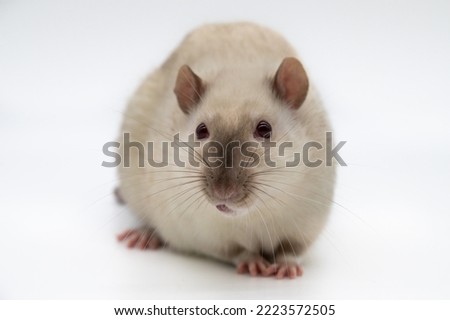 Domestic Fancy Pet Rat Siamese standard ear  tongue blep