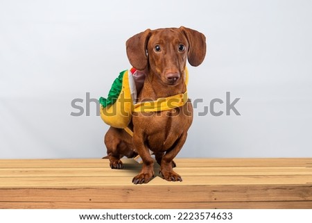 Dachshund dog posing in her hotdog suit, on a white background