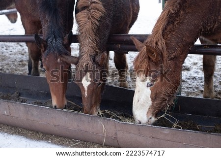 Winter day, horses on the farm during a snowfall eating hey. Three brown horses eating , winter cold snowy day.
