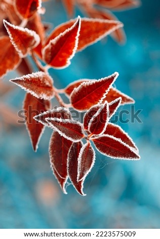 Frozen Forsythia with red leaves The first frosts, frost and hoarfrost. Early winter. Blurred background. Vertical crop. Close up.